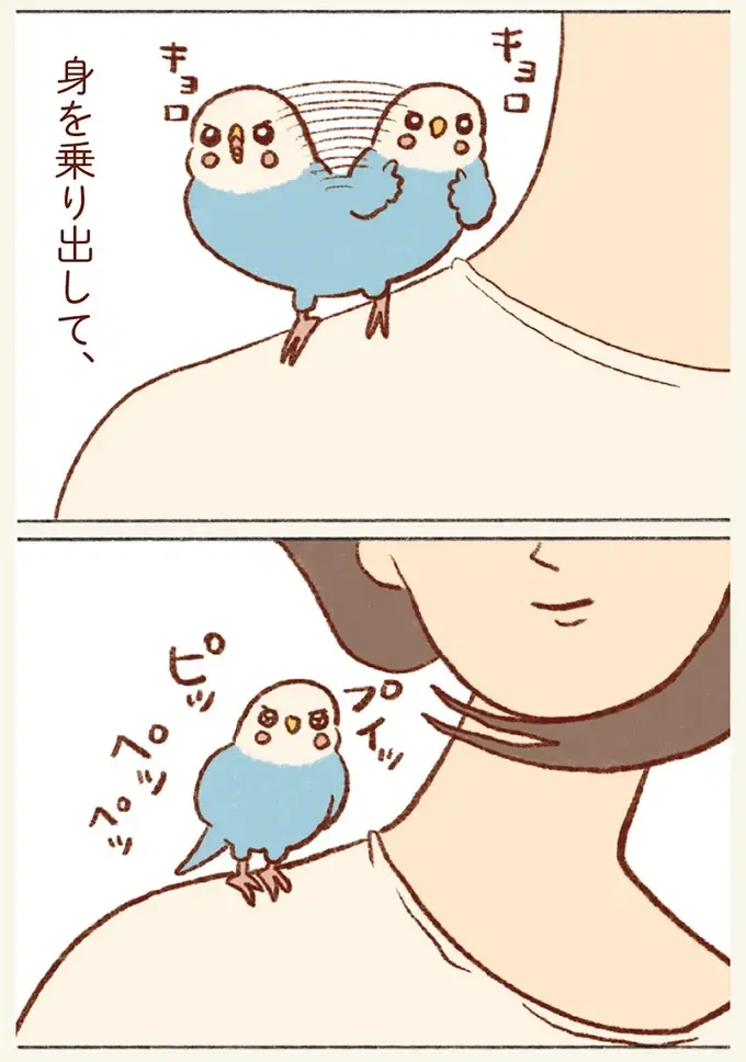 気分は探検家！ めったに行かない2階探索でインコが大興奮！／プジェ日記！ （4）