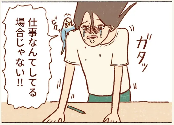 忙しい時に現れる「もうインコと遊べない未来の私」。仕事よりも遊んであげなきゃ！／プジェ日記！ （1）