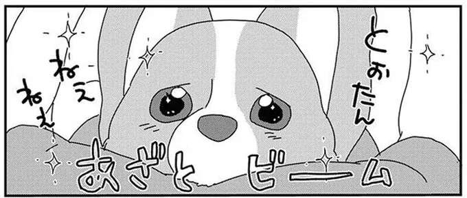 愛犬のあざといおねだり、至近距離で見つめる潤んだ目...飼い主はどうする!?／あしょんでよッ8（1）