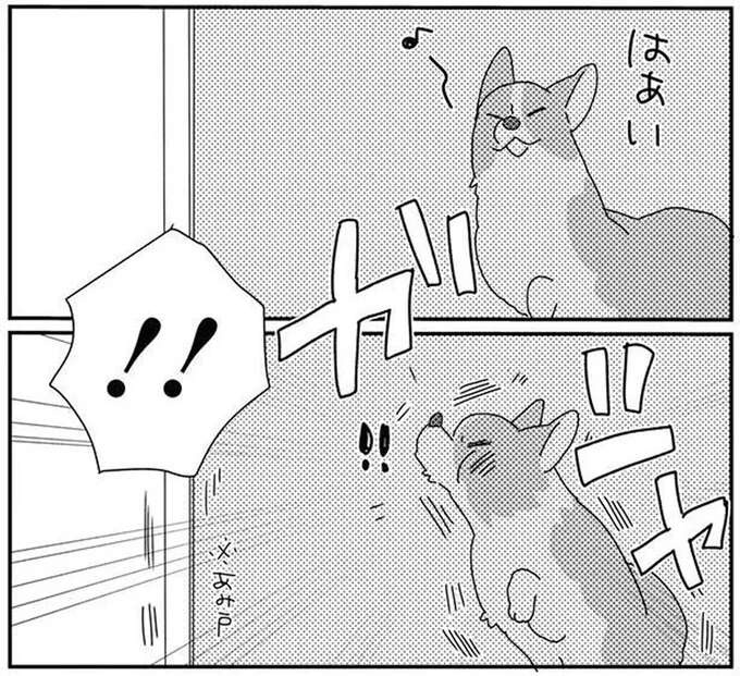 愛犬が網戸に気付かずドーン！ ドジだと思ったら新事実発覚!?／あしょんでよッ8（1）