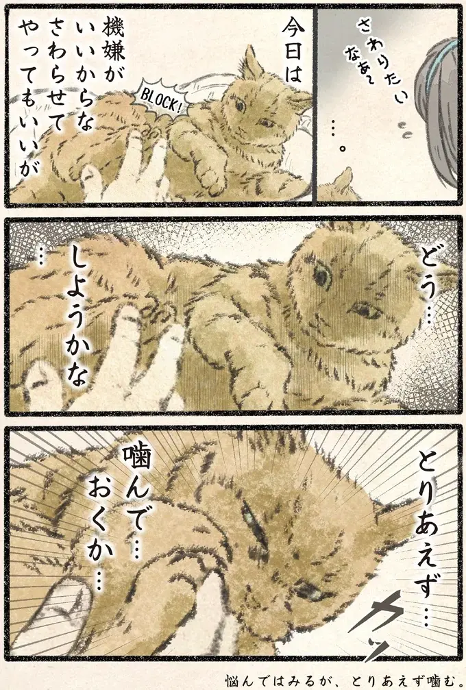 「人間にネコは過ぎたるもの」機嫌がいいから触らせてやってもいいが...／今日もネコ様の圧が強い2（4）