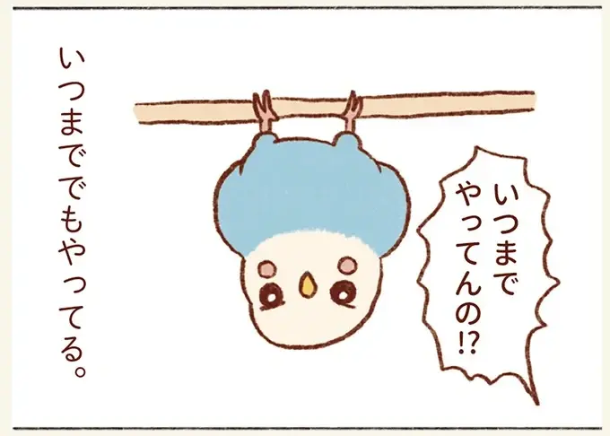 なぜ⁉ セキセイインコがよくする逆さ吊り。理由を調べてみたら「ほっこり」／プジェ日記！ （1）
