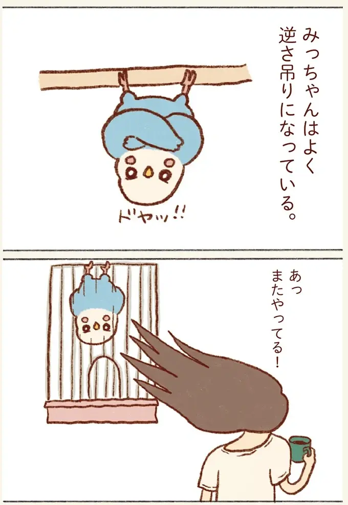 なぜ⁉ セキセイインコがよくする逆さ吊り。理由を調べてみたら「ほっこり」／プジェ日記！ （3）