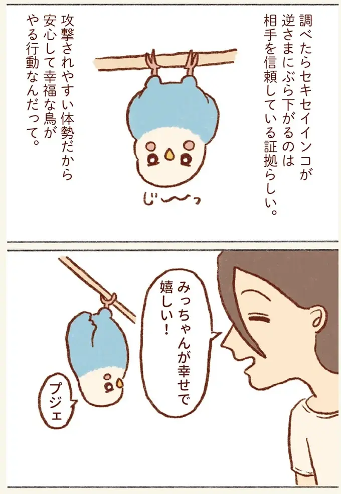 なぜ⁉ セキセイインコがよくする逆さ吊り。理由を調べてみたら「ほっこり」／プジェ日記！ （6）