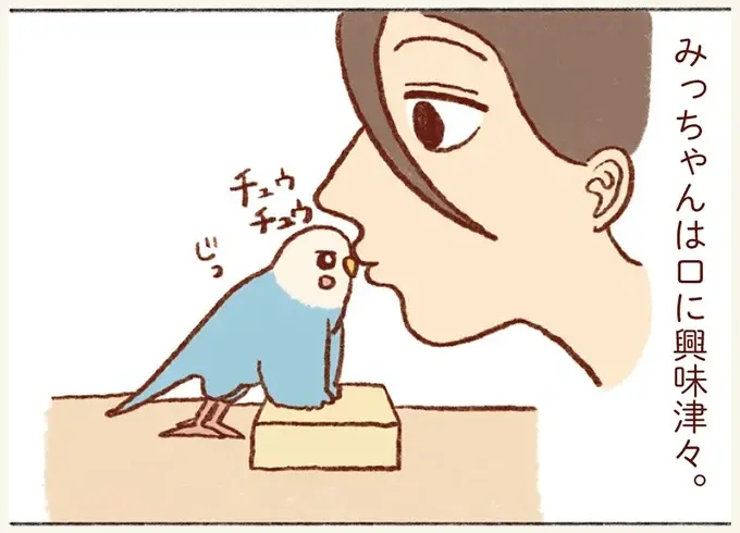 油断すると...⁉ 飼い主の口の中が気になるセキセイインコの大胆行動／プジェ日記！ （1）