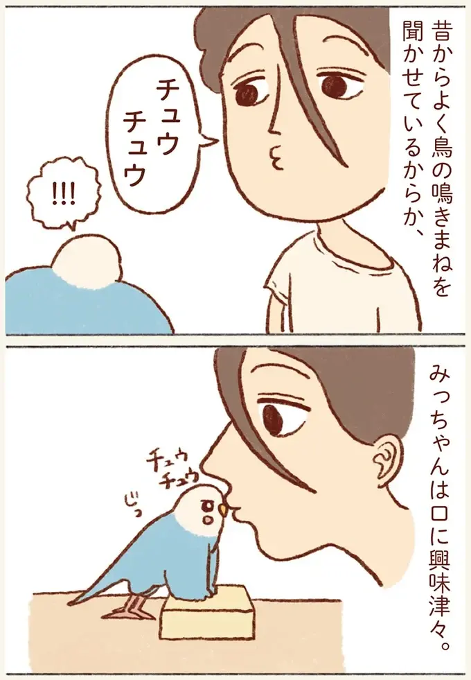 油断すると...⁉ 飼い主の口の中が気になるセキセイインコの大胆行動／プジェ日記！ （3）