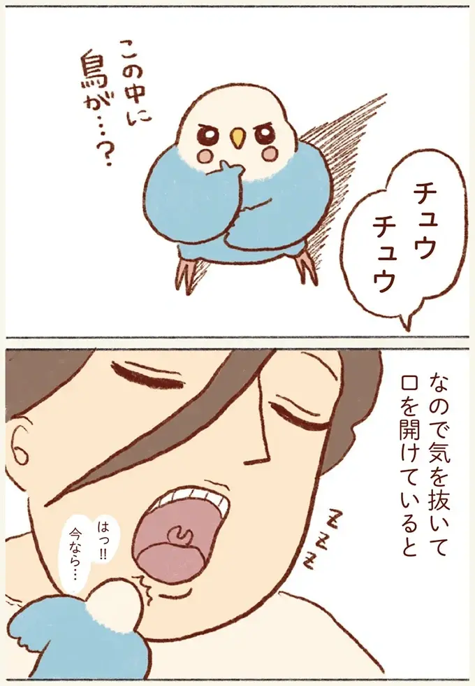 油断すると...⁉ 飼い主の口の中が気になるセキセイインコの大胆行動／プジェ日記！ （4）