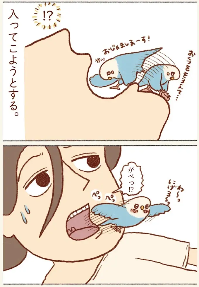 油断すると...⁉ 飼い主の口の中が気になるセキセイインコの大胆行動／プジェ日記！ （5）