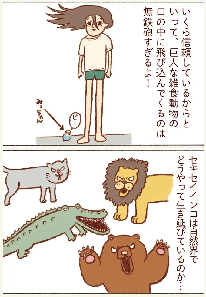 油断すると...⁉ 飼い主の口の中が気になるセキセイインコの大胆行動／プジェ日記！ （6）