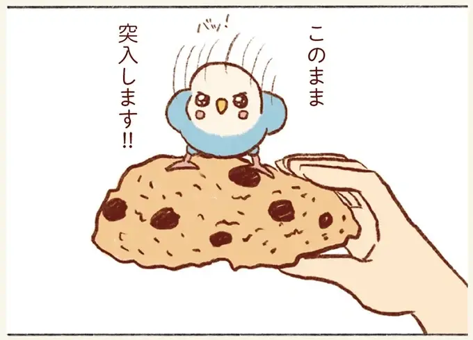 どうしても飼い主の口の中を探検したいセキセイインコ。お菓子に乗って「突入！」／プジェ日記！ （1）