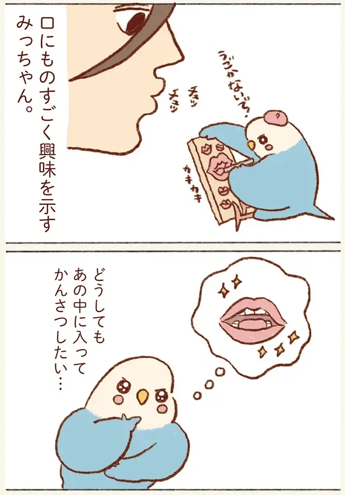 どうしても飼い主の口の中を探検したいセキセイインコ。お菓子に乗って「突入！」／プジェ日記！ （3）