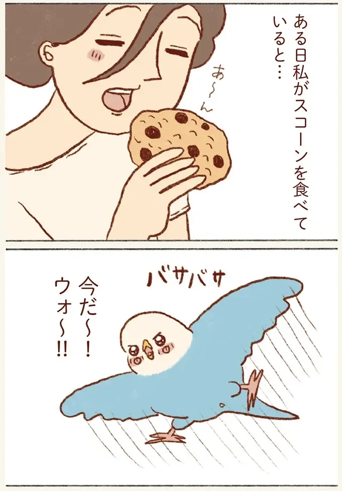 どうしても飼い主の口の中を探検したいセキセイインコ。お菓子に乗って「突入！」／プジェ日記！ （4）