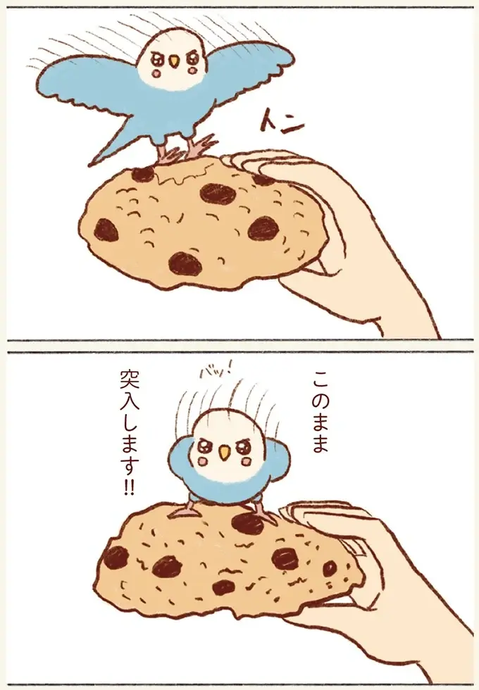 どうしても飼い主の口の中を探検したいセキセイインコ。お菓子に乗って「突入！」／プジェ日記！ （5）