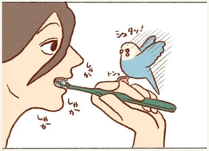 セキセイインコの「飼い主の口突入計画」歯磨き中に挑戦し...逆ギレ⁉／プジェ日記！ （1）