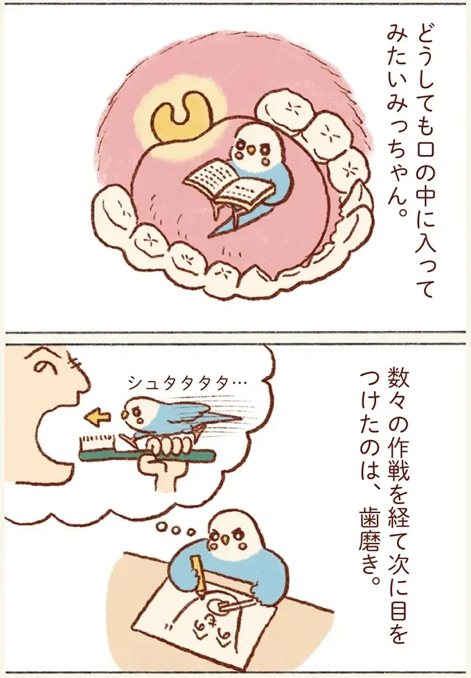 セキセイインコの「飼い主の口突入計画」歯磨き中に挑戦し...逆ギレ⁉／プジェ日記！ （3）