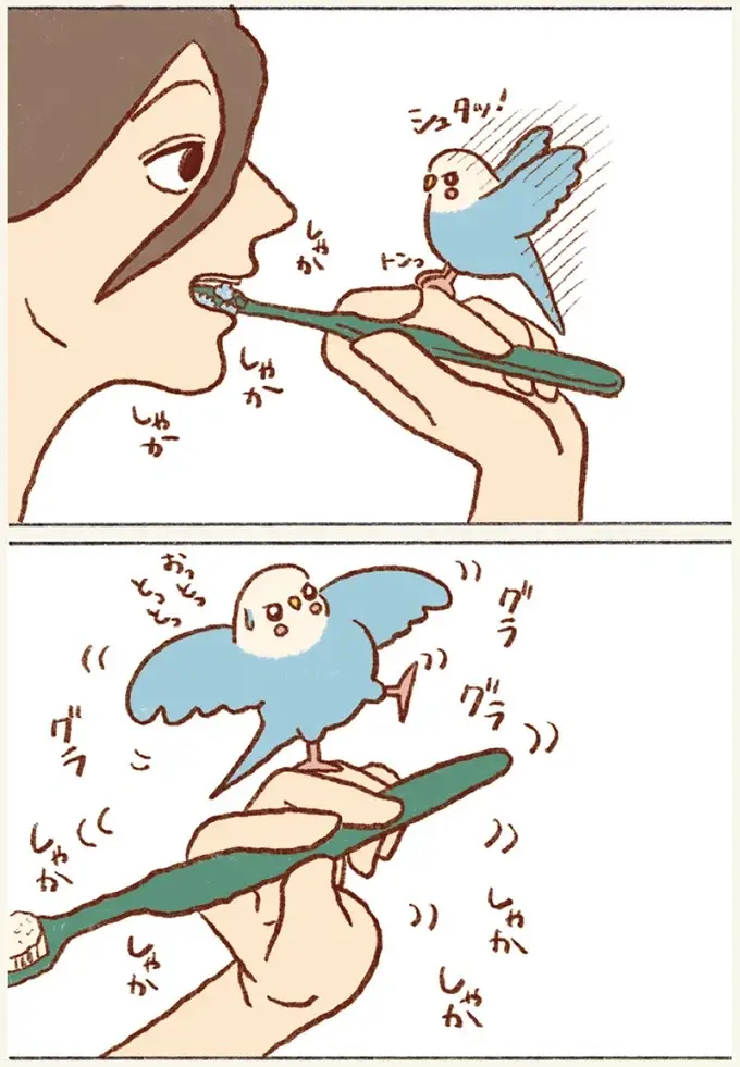 セキセイインコの「飼い主の口突入計画」歯磨き中に挑戦し...逆ギレ⁉／プジェ日記！ （4）