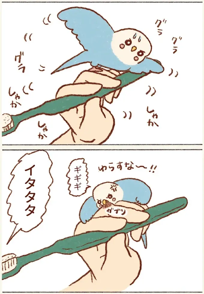 セキセイインコの「飼い主の口突入計画」歯磨き中に挑戦し...逆ギレ⁉／プジェ日記！ （5）
