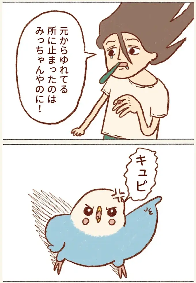 セキセイインコの「飼い主の口突入計画」歯磨き中に挑戦し...逆ギレ⁉／プジェ日記！ （6）
