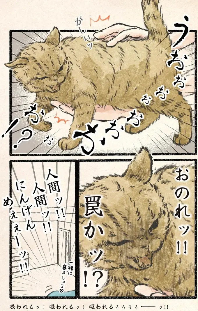 ネコ様が危険を察知⁉ 人間に吸われるぅぅぅー！／今日もネコ様の圧が強い2（5）