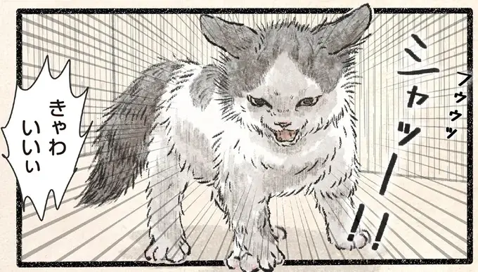 こわがれッ!! コネコ様がシャーッと全身で威嚇したのに、飼い主の反応は...／今日もネコ様の圧が強い2（1）