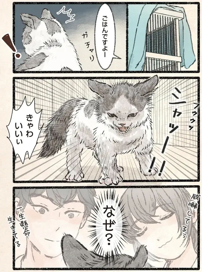 こわがれッ!! コネコ様がシャーッと全身で威嚇したのに、飼い主の反応は...／今日もネコ様の圧が強い2（2）