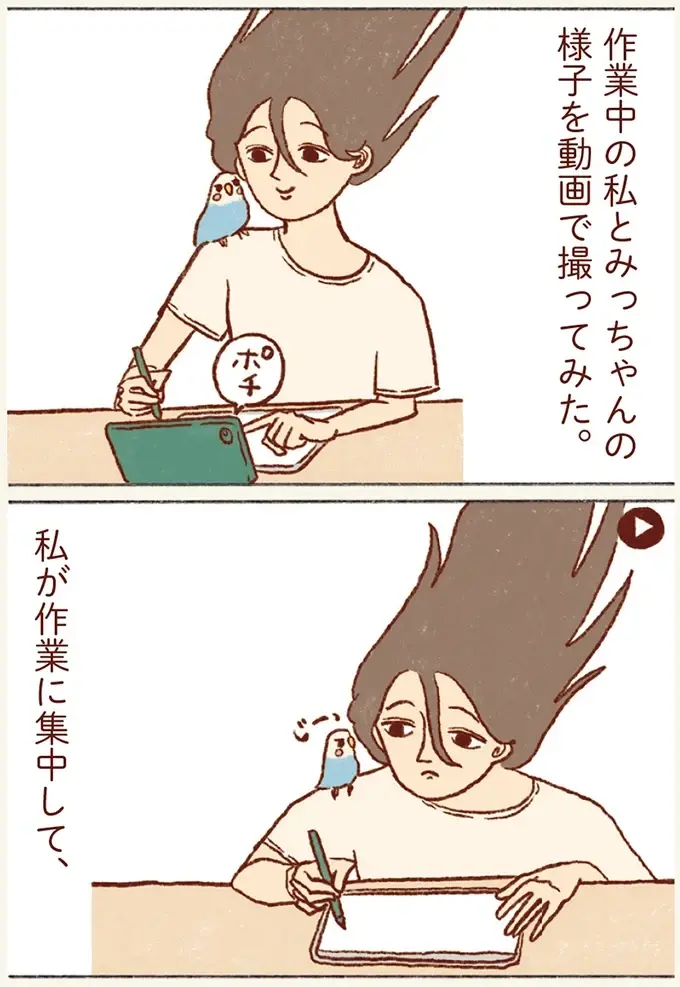 こんなに見てたの～？ 仕事中の私とセキセイインコを撮影した結果／プジェ日記！ （3）
