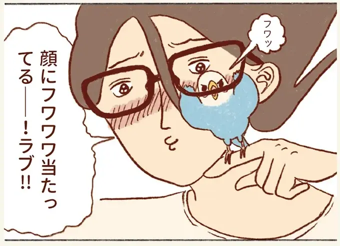 チャンスは眼鏡着用時とスマホ。たまに来るセキセイインコとのふれあいタイムが尊くて／プジェ日記！ （1）