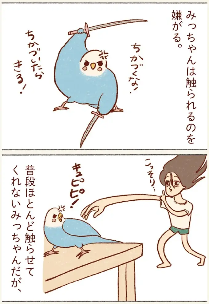チャンスは眼鏡着用時とスマホ。たまに来るセキセイインコとのふれあいタイムが尊くて／プジェ日記！ （3）