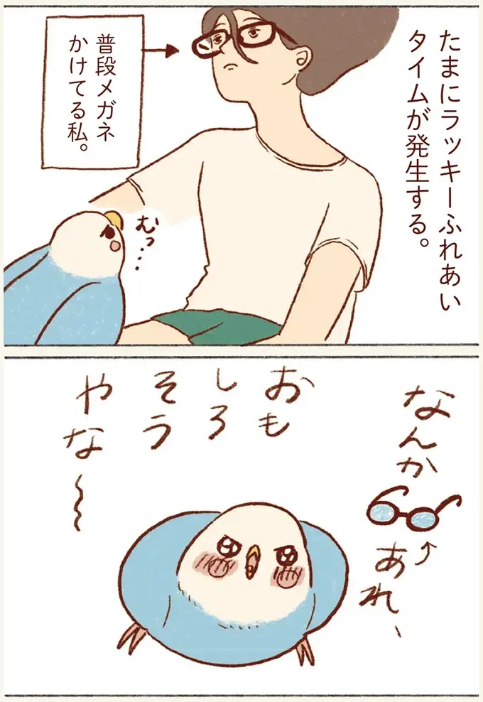 チャンスは眼鏡着用時とスマホ。たまに来るセキセイインコとのふれあいタイムが尊くて／プジェ日記！ （4）