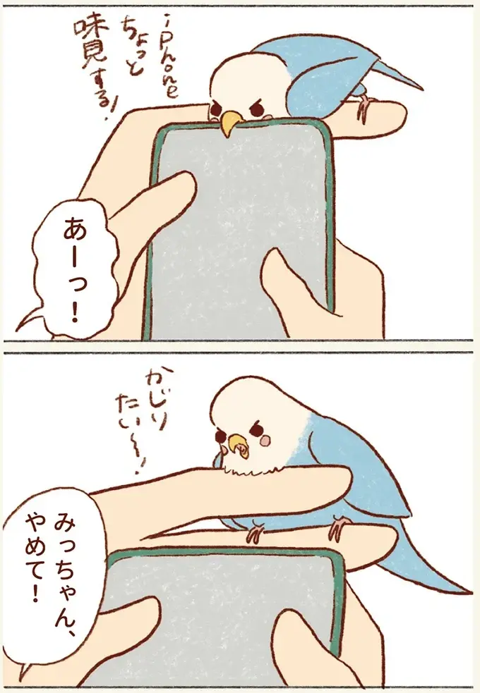 チャンスは眼鏡着用時とスマホ。たまに来るセキセイインコとのふれあいタイムが尊くて／プジェ日記！ （8）