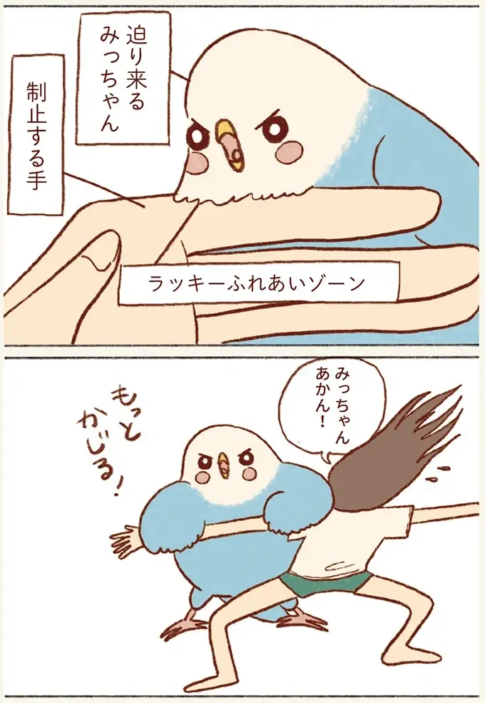 チャンスは眼鏡着用時とスマホ。たまに来るセキセイインコとのふれあいタイムが尊くて／プジェ日記！ （9）
