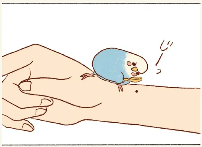 私の手にあるほくろを⁉ 飼い主とセキセイインコの幸せな朝の風景／プジェ日記！ （1）