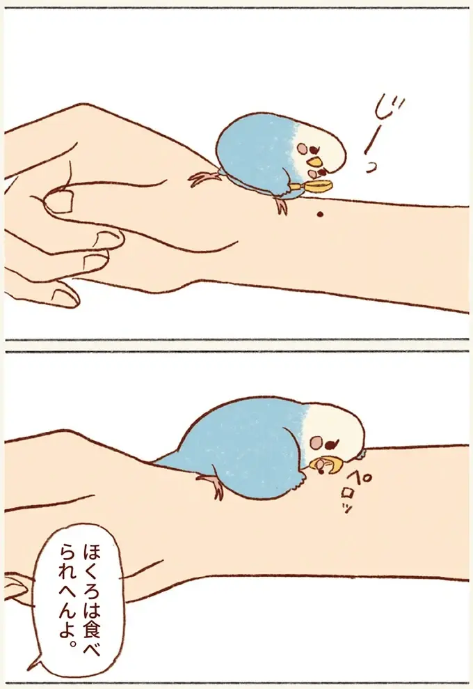 私の手にあるほくろを⁉ 飼い主とセキセイインコの幸せな朝の風景／プジェ日記！ （5）