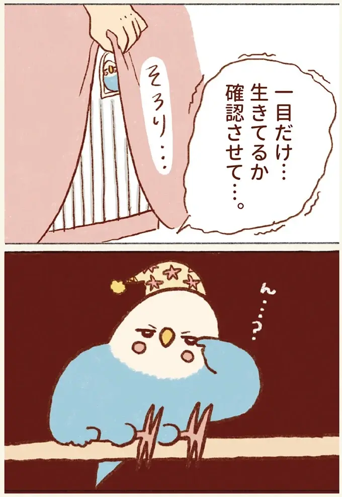 確認するだけだから...静かすぎるセキセイインコが心配で、ついケージのカバーをめくってみたら？／プジェ日記！ （4）
