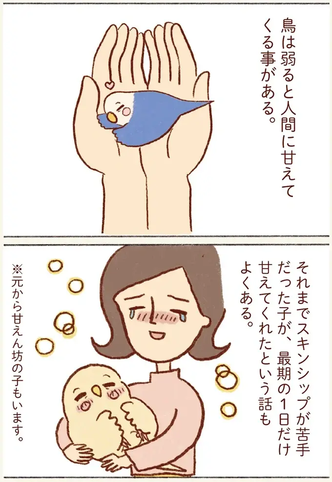 インコに甘えてほしい気持ちはあるけれど。うちの子はツンデレ対応でいい！／プジェ日記！ （3）