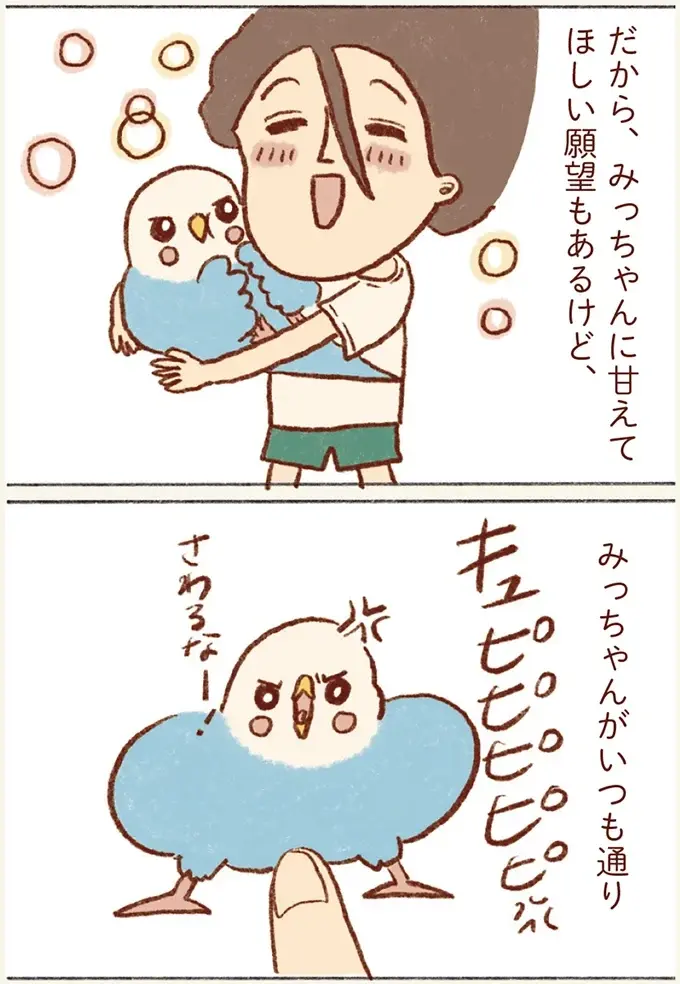 インコに甘えてほしい気持ちはあるけれど。うちの子はツンデレ対応でいい！／プジェ日記！ （4）