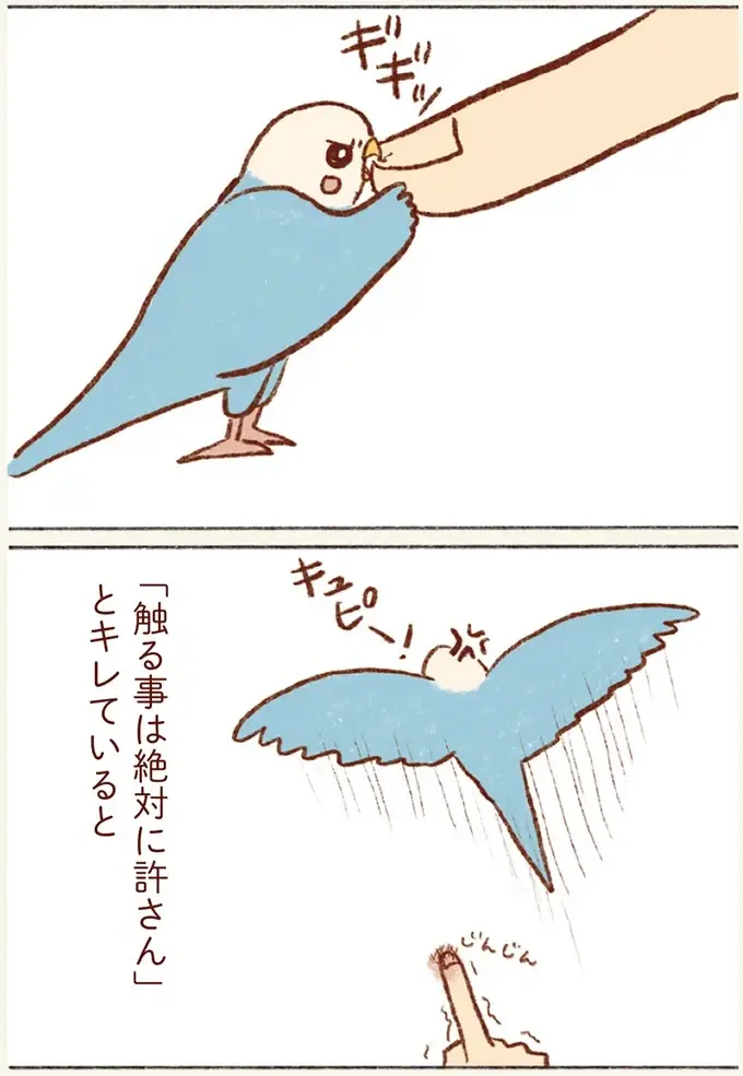 インコに甘えてほしい気持ちはあるけれど。うちの子はツンデレ対応でいい！／プジェ日記！ （5）