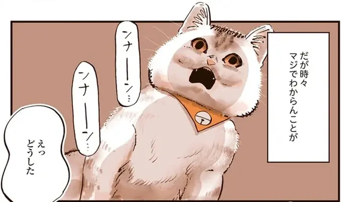 猫の謎行動。 何もない壁に向かい悪魔にとり憑かれたのかのように鳴き続け...／うちの猫は仲が悪い（1）