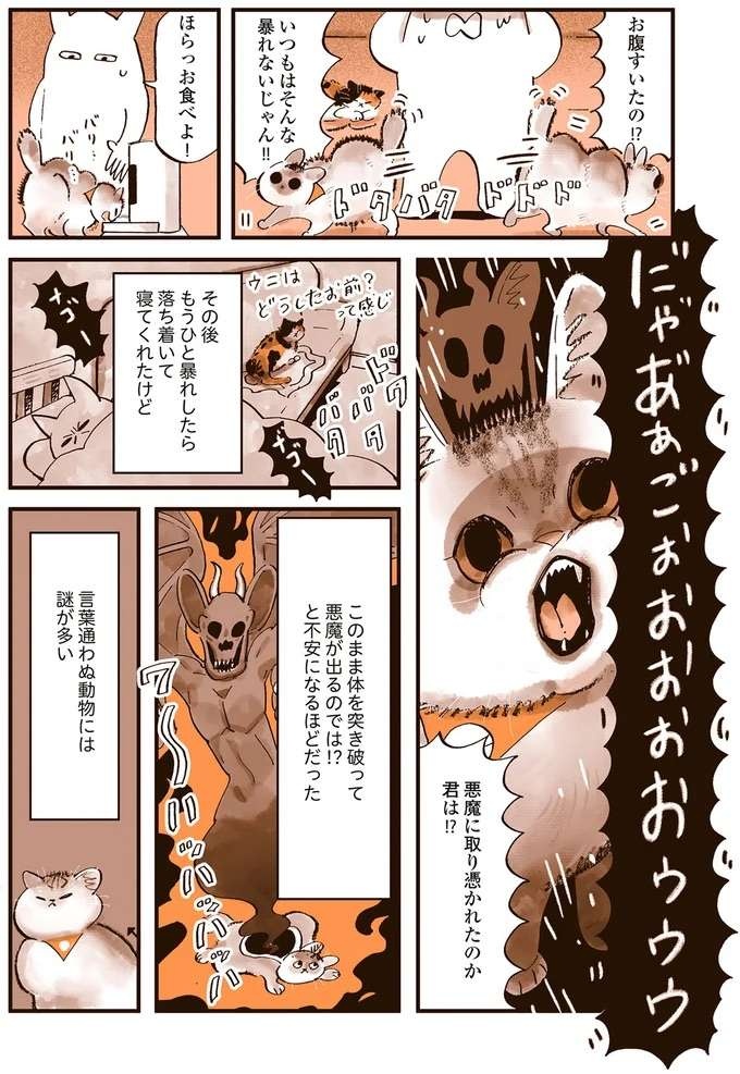 猫の謎行動。 何もない壁に向かい悪魔にとり憑かれたのかのように鳴き続け...／うちの猫は仲が悪い（6）