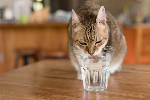 飲み水を少し温めてあげて。飼い猫の「冬の過ごし方の注意点」／家ねこ大全（25）（2）