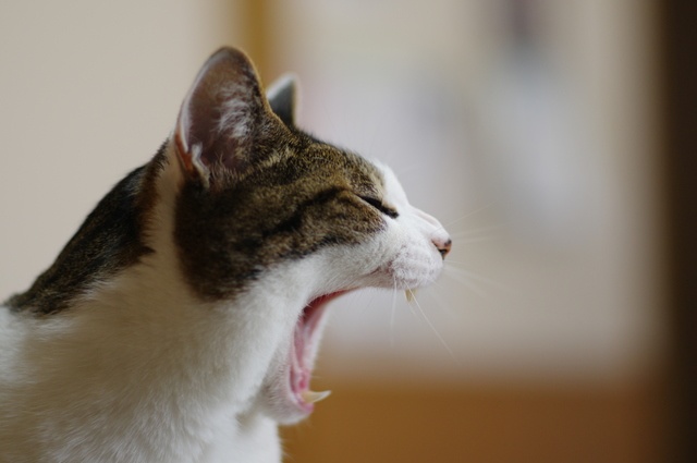 吐きたいの...？　いえ、実はそれ咳かもしれません。獣医師が教える「猫が吐く原因」／家ねこ大全（33）（2）