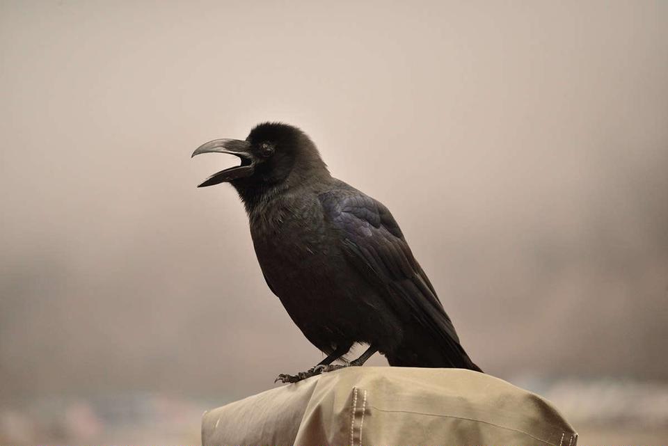 カラスが島流しに？ 動物が裁判・刑罰の対象となった事例【1分でサクッと読める雑学】（1）