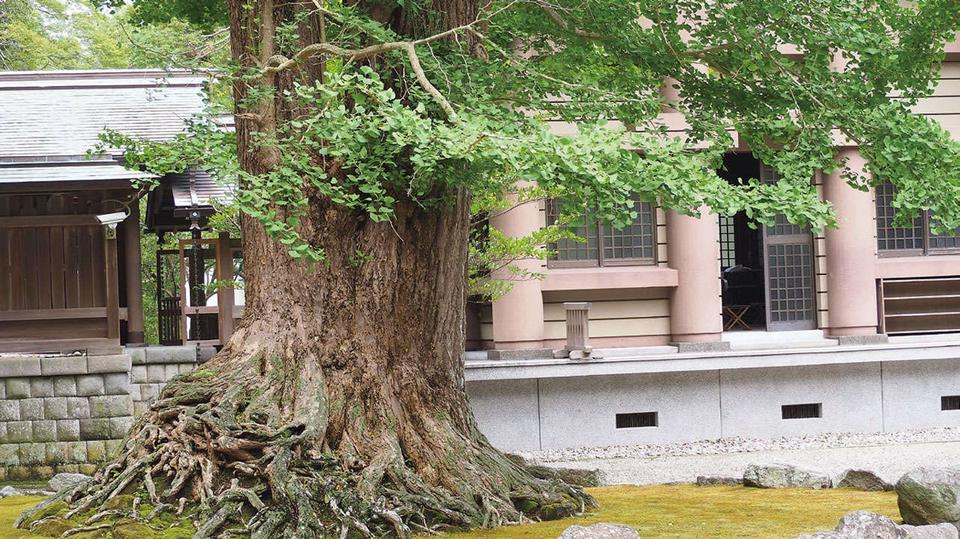 お金、自由、愛のある人間関係、すべてを得たいなら「安房神社」（千葉県）【龍がいる神社】（3）