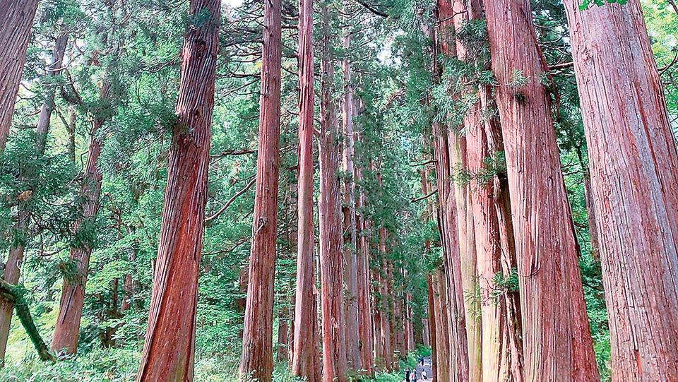 九頭竜と宇宙のエネルギーにふれる「戸隠神社・九頭龍社」（長野県）【龍がいる神社】（4）