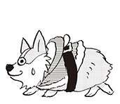 娘の元彼からのプレゼント⁉ サイズを無視して使い倒す愛犬の服【柴門ふみさん描きおろし「いつも犬が居た」】（1）