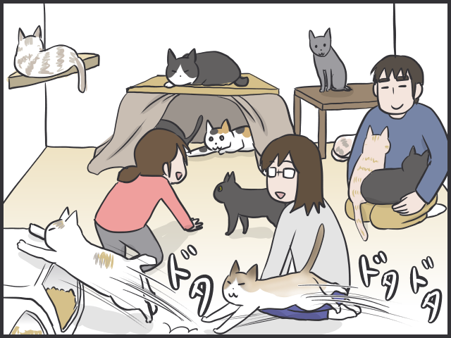 保護猫の里親になる条件は？20年一緒に暮らすということ／フニャコ（3）