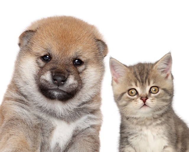 今年は戌年！だけど猫エピソードも♪ ペットにまつわるオススメ記事4選+1（1）