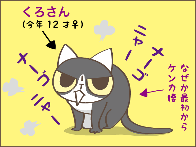 甘え上手下手も愛おしい！我が家の癒し担当2匹／しまえもん（6）