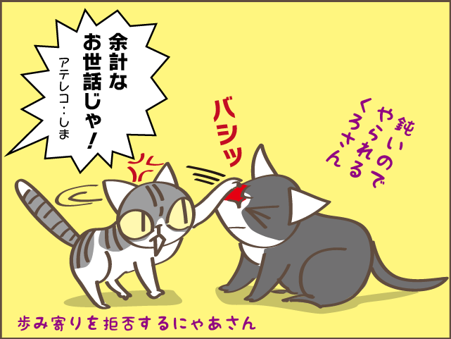 甘え上手下手も愛おしい！我が家の癒し担当2匹／しまえもん（9）