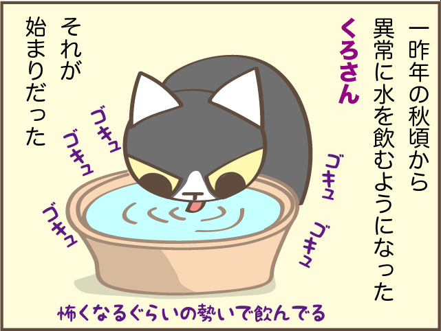 あまりに水を飲むしトイレに行く...腎臓病になった愛猫のトイレ問題／しまえもん（2）